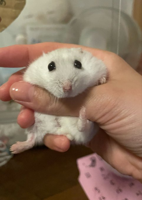 こむぎ Komugi — pfp cult energy